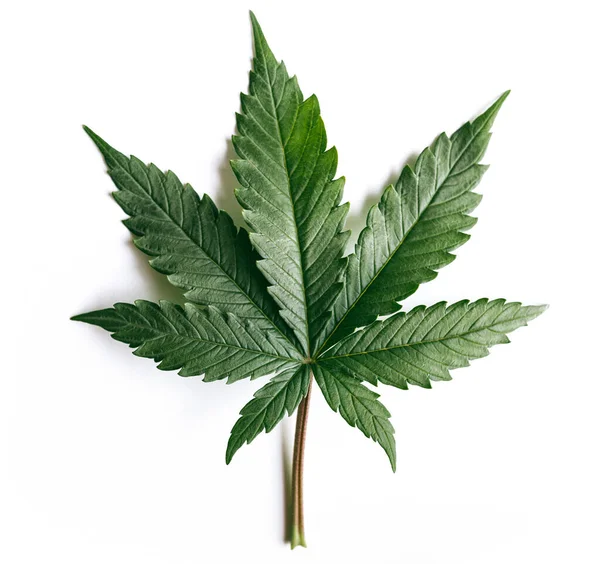 Hoja Cannabis Marihuana Verde Indica Planta — Foto de Stock