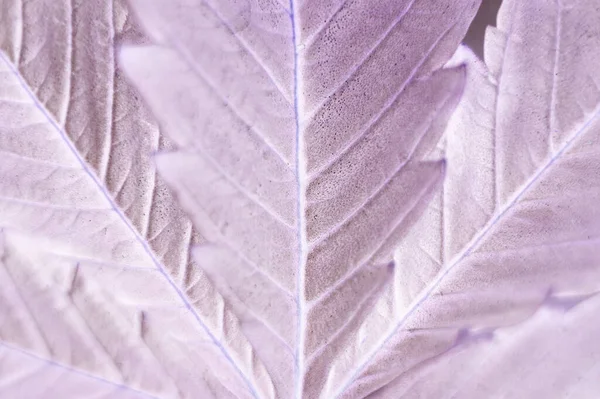 Art Background Marijuana Leaf Alternative Medicine Cannabis — Stock Photo, Image
