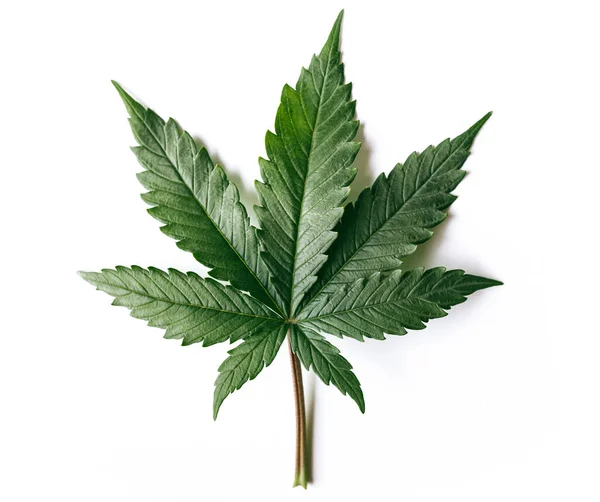 Folha Cannabis Maconha Verde Indica Planta — Fotografia de Stock