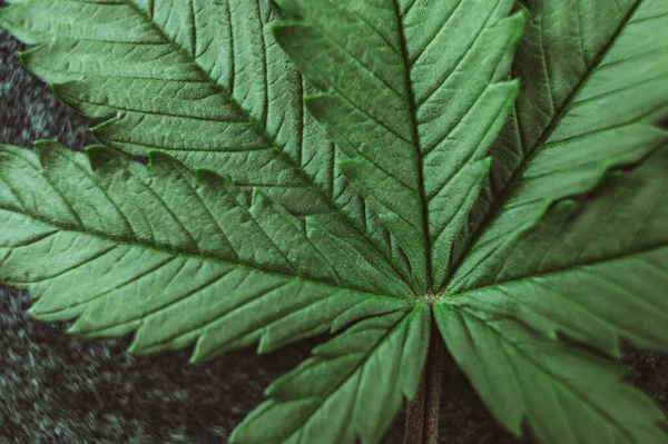 Háttér Marihuána Levél Közelkép Cannabis Téma — Stock Fotó