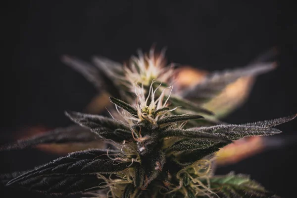 Güzel Marihuana Bitkileri Tarlada Esrar Çiçekleri Açıyor — Stok fotoğraf