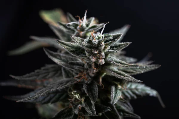 Cannabinoids Terpenes Cannabis Marijuana — Stock Photo, Image
