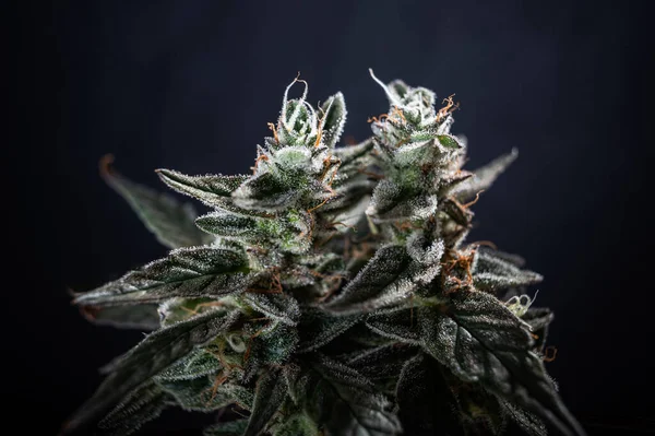Cannabis Blommande Marijuana Djur Kakor — Stockfoto