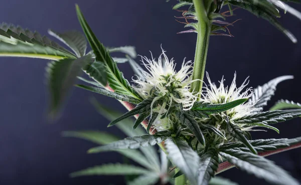 Cannabis Bloeien Marihuana Stigma Hars — Stockfoto