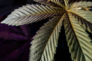 bitki marihuana tıbbi kenevir yaprağı