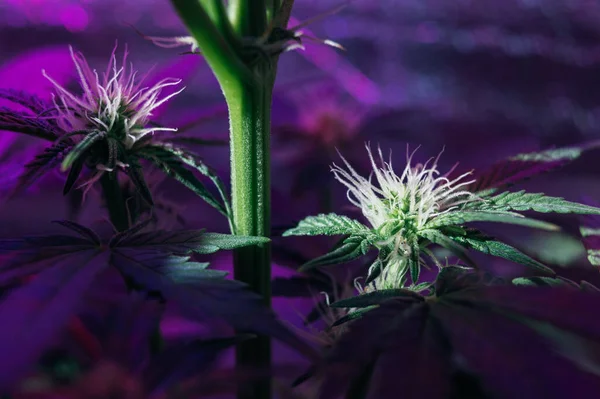Cultivar Cannabis Floração Maconha Medicinal Belos Botões — Fotografia de Stock