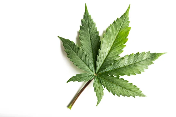 Indica Marijuana Leaf Cannabis Hemp — Stock Photo, Image