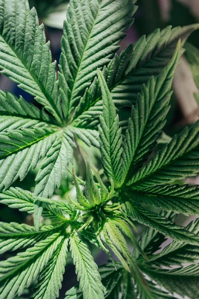 Plantera Marijuana Medicinsk Cannabis Grön Växt Toppar — Stockfoto