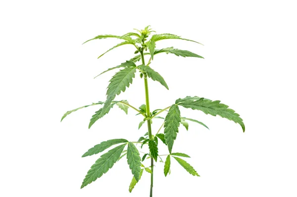 Planta Maconha Cannabis Verde Plantas Jovens Fundo Branco — Fotografia de Stock