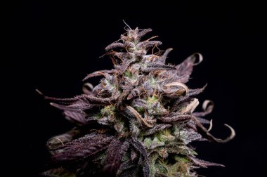 Mor Kush Kush Marihuana Strain kenevir ot cbd tomurcuğu