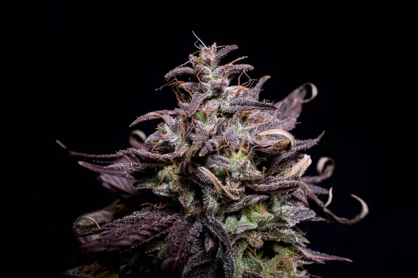 Purple Kush Kush Μαριχουάνα Στραγγισμένο Χόρτο Κάνναβης Cbd Οφθαλμός — Φωτογραφία Αρχείου