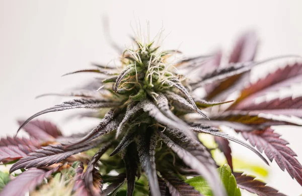 Güzel Kenevir Bitkisi Amerika Seçmeli Marihuana Bitkisi — Stok fotoğraf