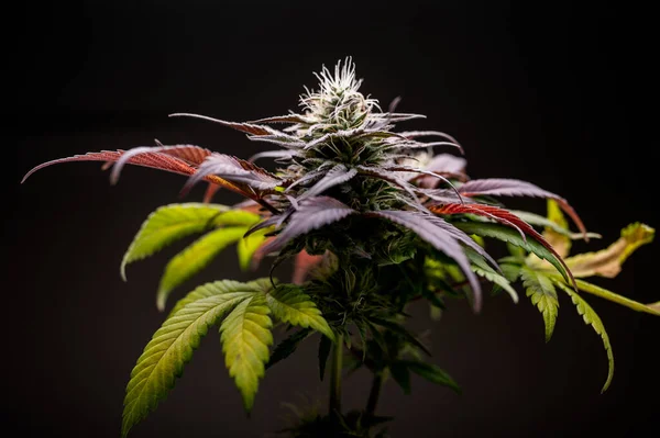 Růst Marihuana Cbd Listy Konopí Trichomes Konopí — Stock fotografie