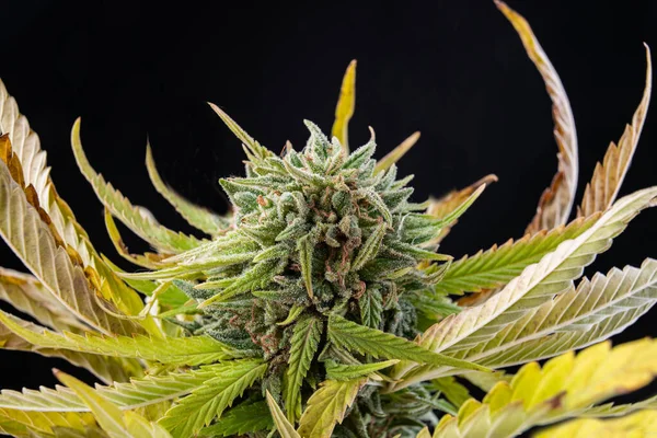 Cannabis Knospe Medizinische Marihuanapflanze Dunst Unkrautblüte — Stockfoto
