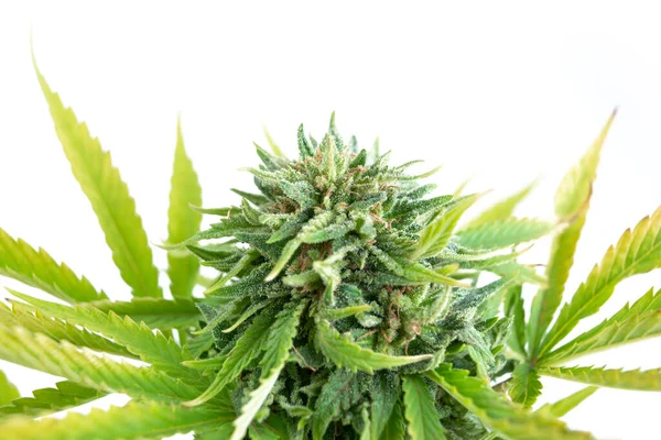 Broto Cannabis Com Tricomas Fundo Branco — Fotografia de Stock