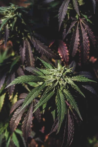 Cannabis Plantas Livre Gelato Psicoativo Recreativo Maconha Híbrido — Fotografia de Stock