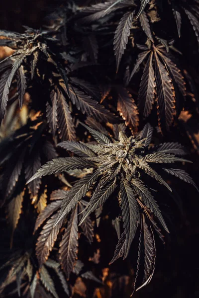 Premium Cannabis Marihuana Achtergrond Indica Dominante Variëteit Knoppen — Stockfoto