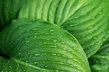 Yeşil yapraklı arka planda yağmur damlaları 