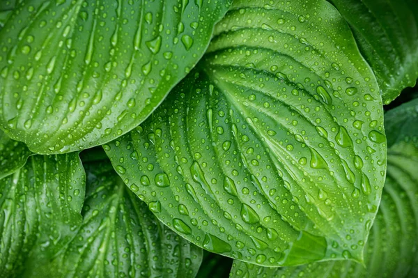 木は自然を背景にしている 新鮮な緑のホスタ植物は 水滴と雨の後に残します 植物の葉自然背景 — ストック写真