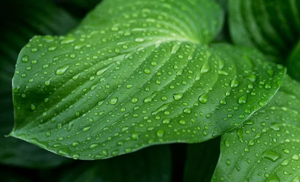 Βροχή Πέφτει Στο Πράσινο Φόντο Της Φύσης Των Φύλλων Φύση — Φωτογραφία Αρχείου