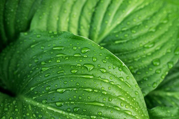 Regen Druppels Groen Blad Natuur Achtergrond — Stockfoto