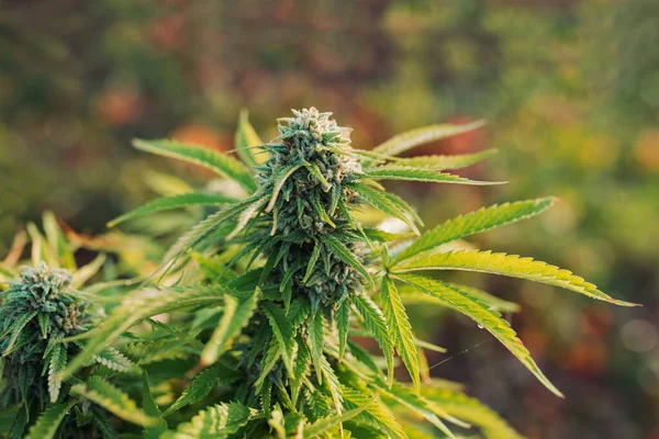 Cannabis Indica Sativa Campo Outdoor Fronte Alla Raccolta Alla Coltivazione — Foto Stock