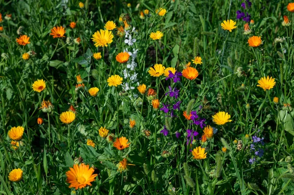 Blumenwiese Sommer Wilder Rasen Kräuter — Stockfoto