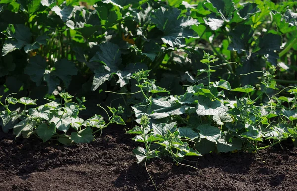 Natural Farm Vegetable Gardening Cucumber Garden Young Plant — Stock Photo, Image