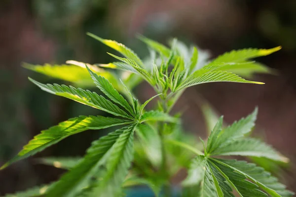 Cannabispflanze Junge Blätter Der Sonne Vor Marihuana Hintergrund — Stockfoto