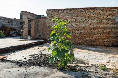 Savaş yüzünden yıkılmış bir bina ve harabelerde bir ayçiçeği