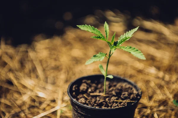 Plant Leaf Marijuana Potted Green Medicine Farm — Stock Photo, Image