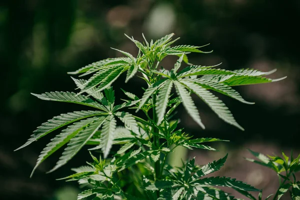 Cannabis Sativa Ist Eine Einjährige Krautige Blütenpflanze Die Ursprünglich Ostasien — Stockfoto