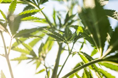 Açık hava marihuana bitkisi kenevir esrar cd.