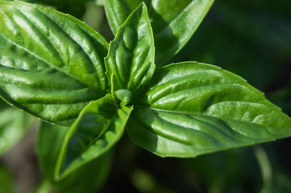 Grow Fresh Green Leaves Raw Plant Seasoning Organic Herbal — Stockfoto