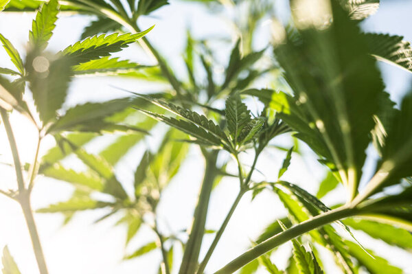 марихуана растение на открытом воздухе конопли марихуаны сорняки CBD