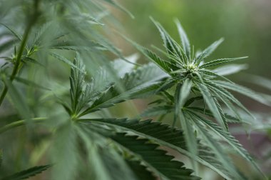 Marihuana ekimi, kenevir tarlası kenevir bitkisi ve yapraklar, tomurcuklar ve çiçekler