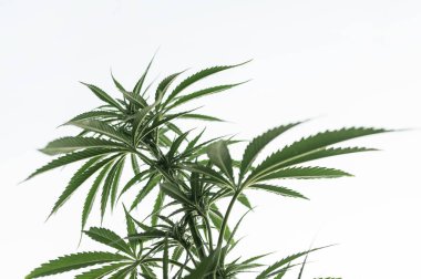 Kenevir kenevir marihuanası gökyüzünün altında, tarım tıbbi ve teknik kenevir tarlası