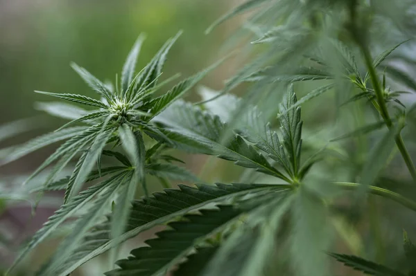 Marijuana Cultivation Hemp Farm Cannabis Plant Leaves Buds Flowers Marijuana — стоковое фото