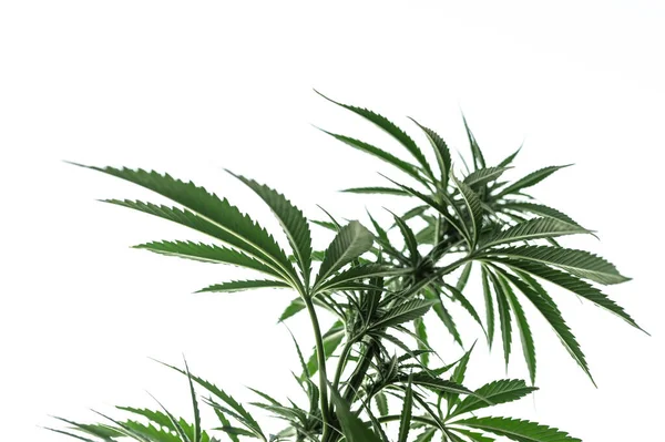 Cannabis Marijuana Plant Blue Sky Outdoors — Foto de Stock