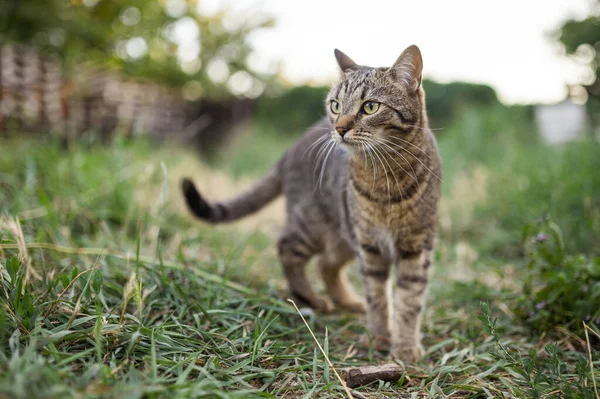 Gray Striped Cat Walking Nature — Stockfoto