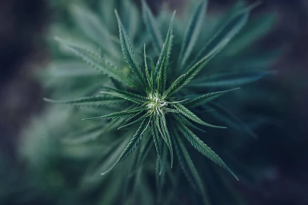 Blooming Marijuana Flower Medical Cannabis Plantation — Fotografia de Stock