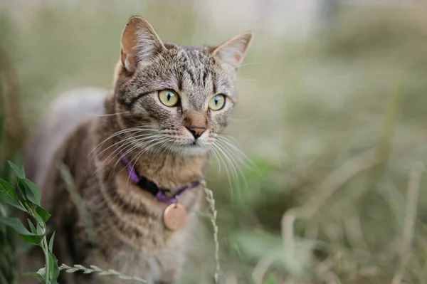 Domestic Cat Medallion Beautiful Portrait — Stockfoto