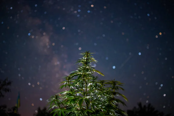 stars and marijuana, cannabis and sky, dreams and beauty, ideas, creativity, cerebral or stone effect