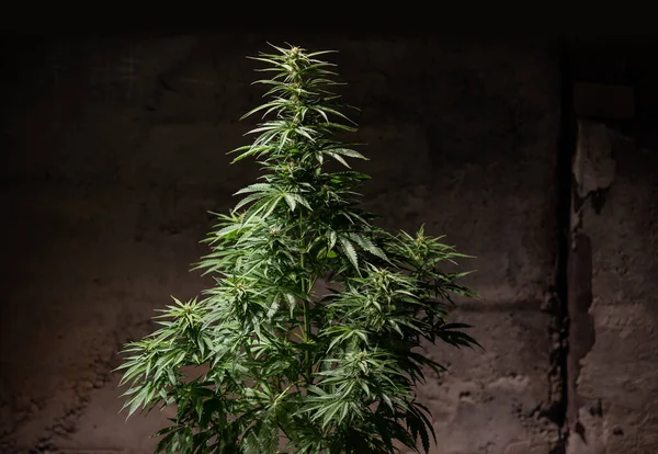 Cannabis Grow Plant Marijuana Weed Leaf Bush Artificial Light Night — Stock fotografie