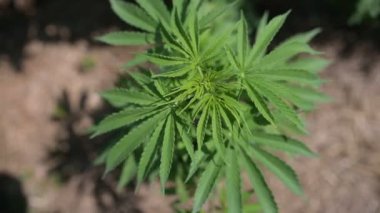 Hemp in the field is a vegetative plant, medical and technical cannabis