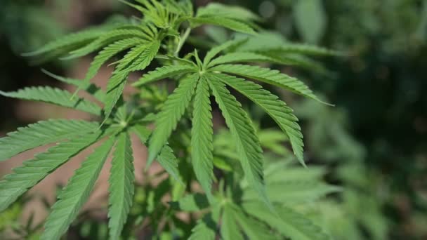 Hemp Field Vegetative Plant Medical Technical Cannabis — Vídeo de Stock