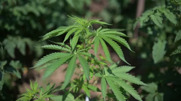 Hemp Field Vegetative Plant Medical Technical Cannabis — Vídeo de Stock