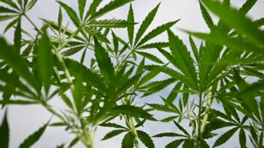 cannabis cultivation marijuana or cannabis beautiful video