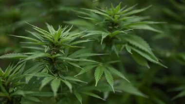 medical cannabis cultivation marijuana or cannabis beautiful video
