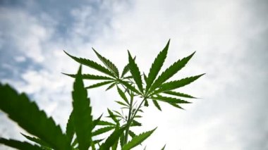 Medical cannabis plant  beautiful creative background, marijuana cultivation